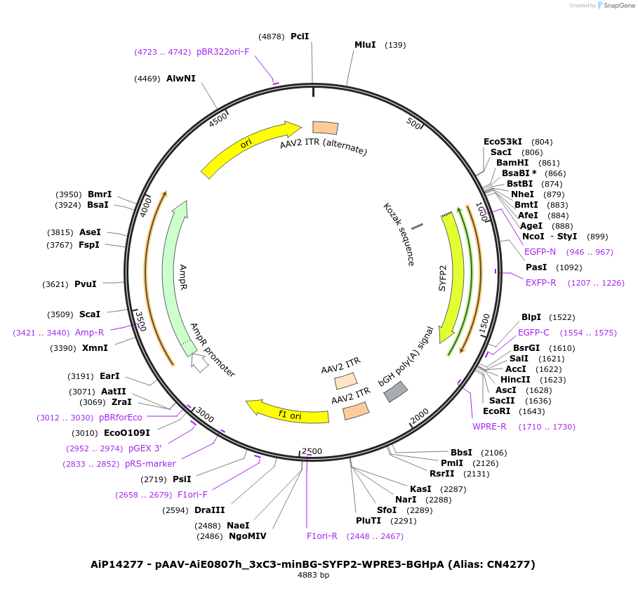 230393-plasmid-map-sequence-id-461927