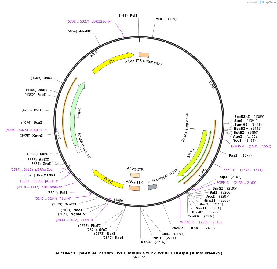 230395-plasmid-map-sequence-id-461928