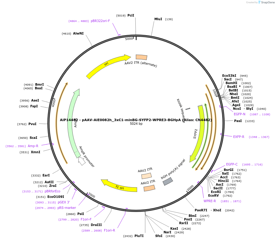230397-plasmid-map-sequence-id-461930