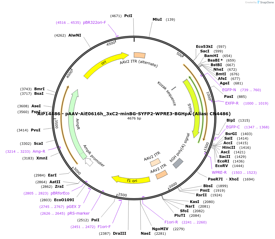 230398-plasmid-map-sequence-id-461931