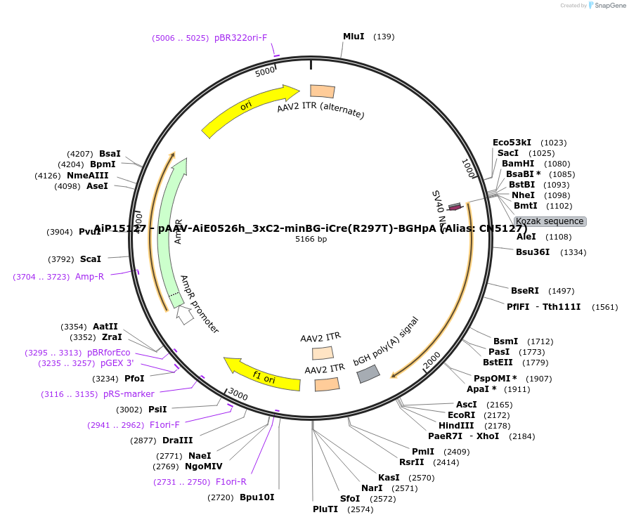 230405-plasmid-map-sequence-id-461933
