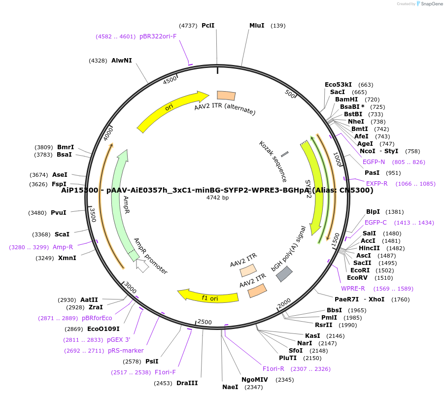 230407-plasmid-map-sequence-id-461935