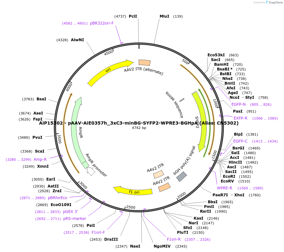 230408-plasmid-map-sequence-id-461936