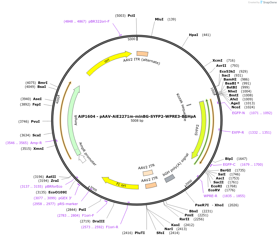 230537-plasmid-map-sequence-id-461938