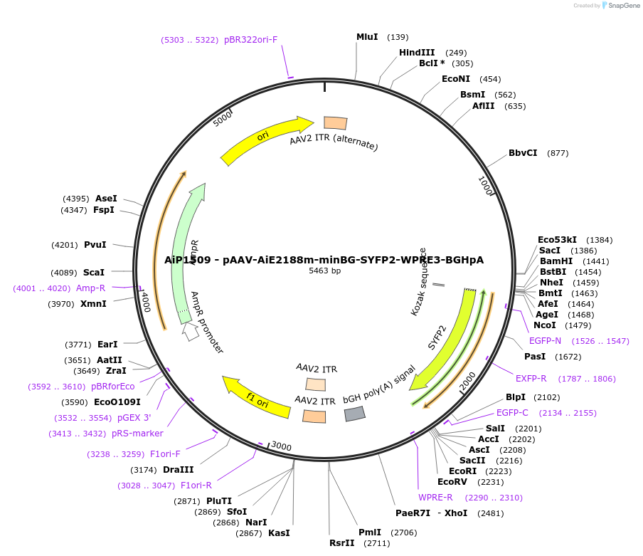 230534-plasmid-map-sequence-id-461939