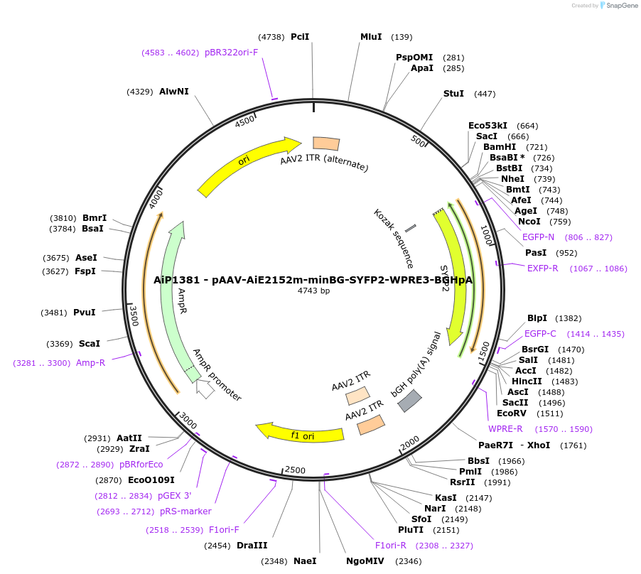 230532-plasmid-map-sequence-id-461941