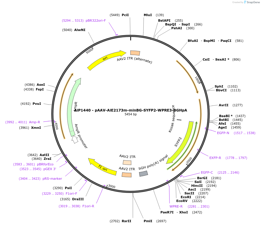 230533-plasmid-map-sequence-id-461942
