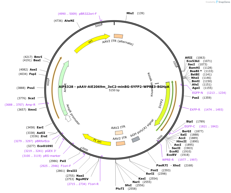 230528-plasmid-map-sequence-id-461945