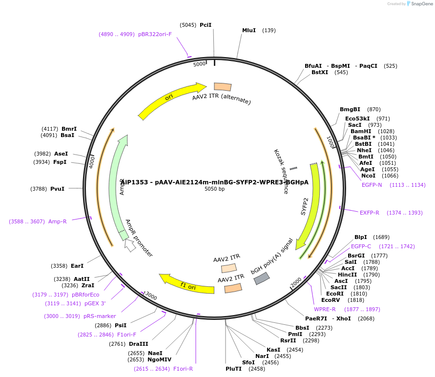 230529-plasmid-map-sequence-id-461946