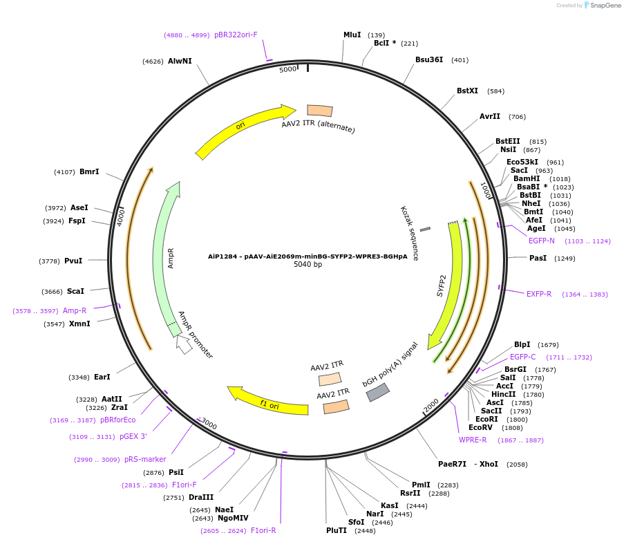 230524-plasmid-map-sequence-id-461947
