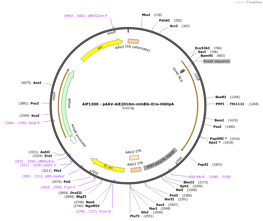 230525-plasmid-map-sequence-id-461948