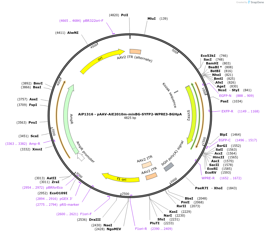 230526-plasmid-map-sequence-id-461949