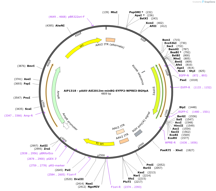 230527-plasmid-map-sequence-id-461950