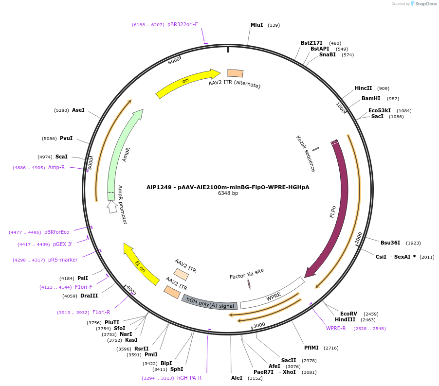 230520-plasmid-map-sequence-id-461951
