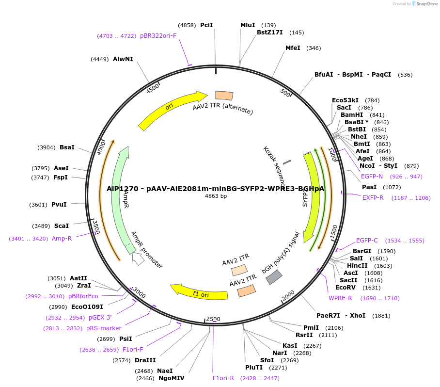 230521-plasmid-map-sequence-id-461952