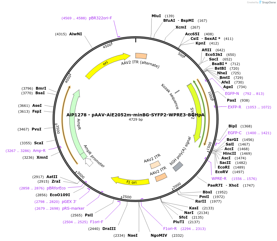 230522-plasmid-map-sequence-id-461953