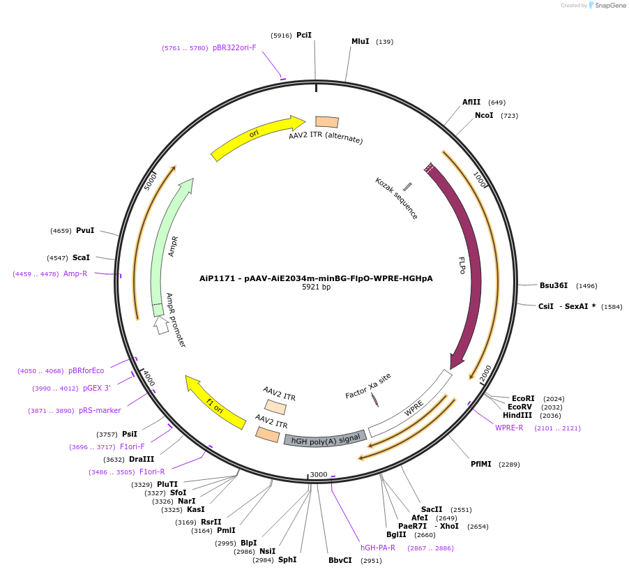230516-plasmid-map-sequence-id-461955
