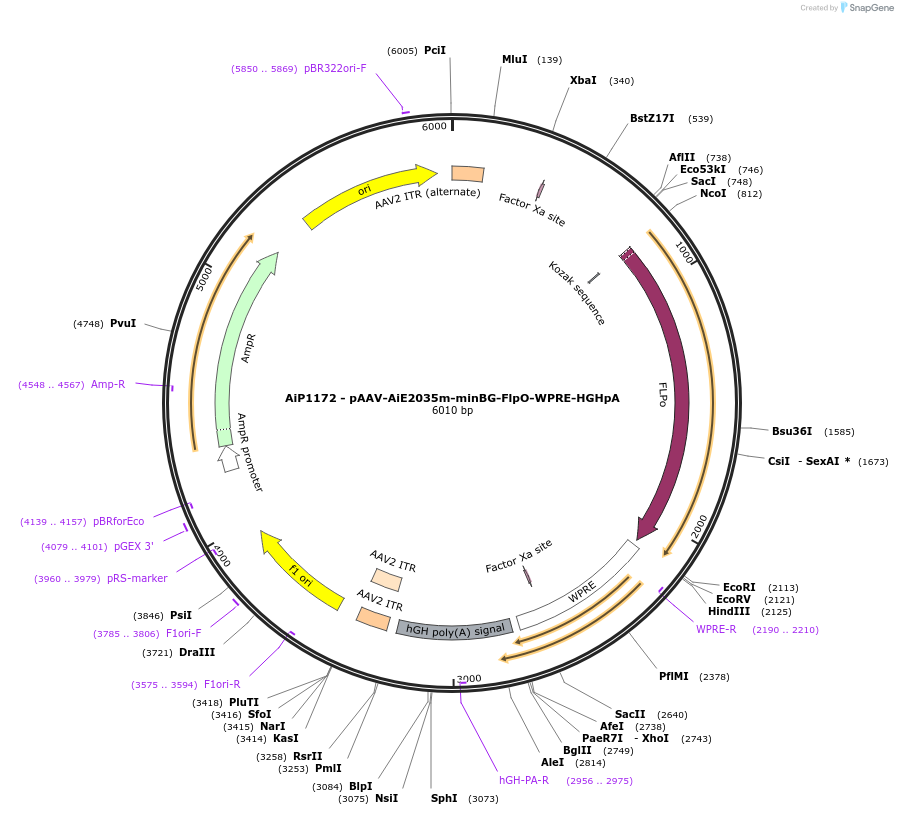 230517-plasmid-map-sequence-id-461956