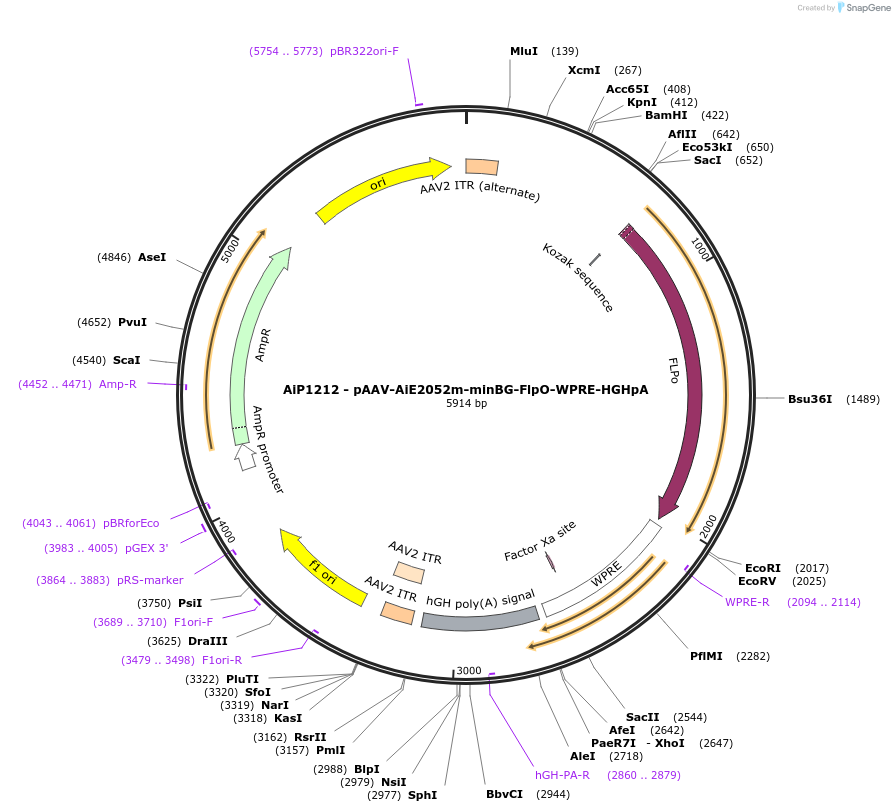 230519-plasmid-map-sequence-id-461958