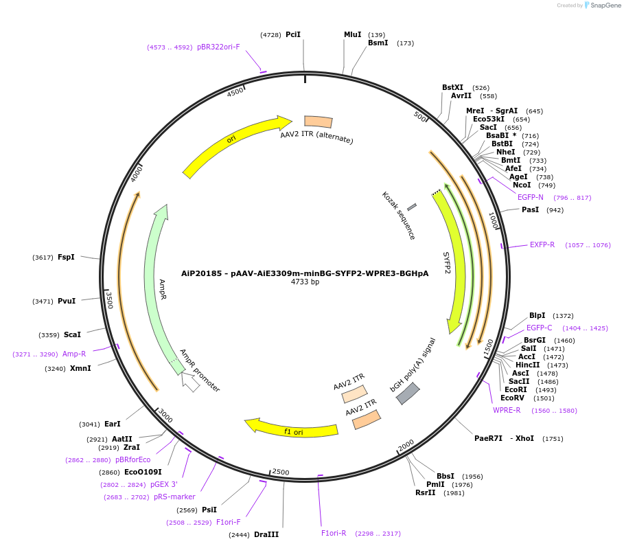 230566-plasmid-map-sequence-id-461959