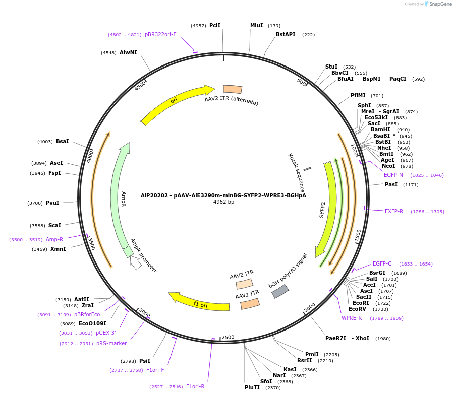 230567-plasmid-map-sequence-id-461960