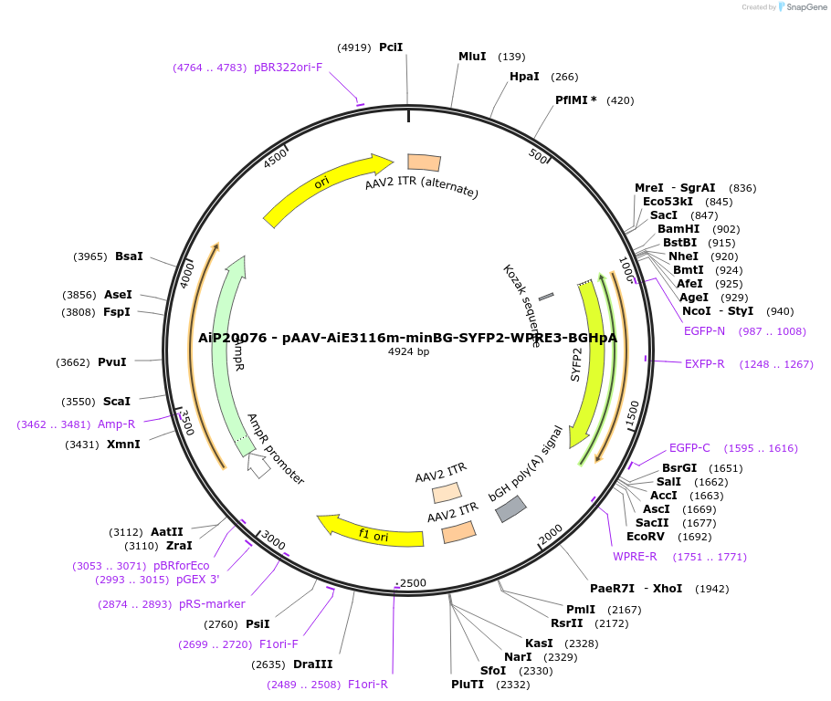230562-plasmid-map-sequence-id-461961