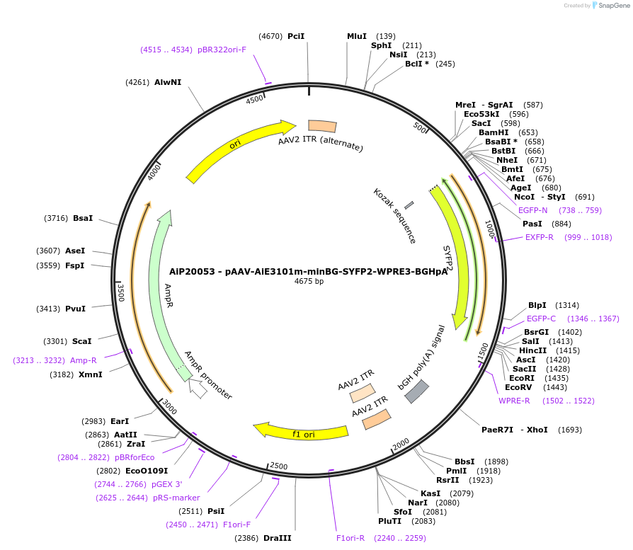 230560-plasmid-map-sequence-id-461963