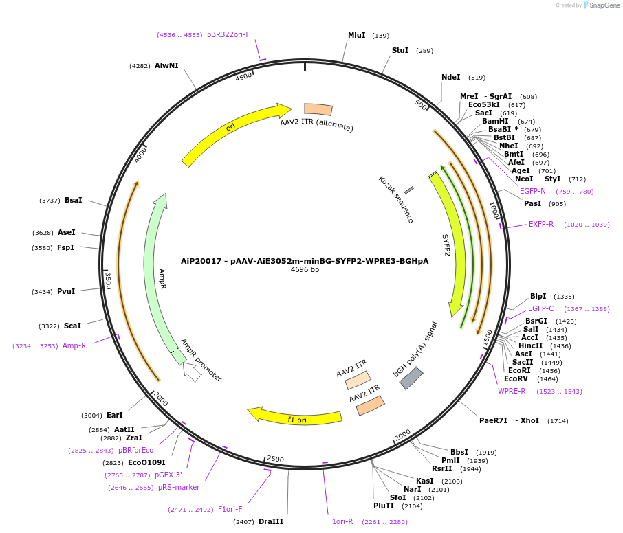 230558-plasmid-map-sequence-id-461964