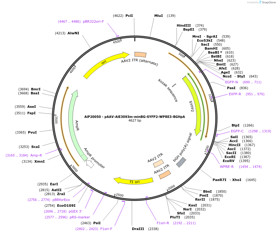 230559-plasmid-map-sequence-id-461965