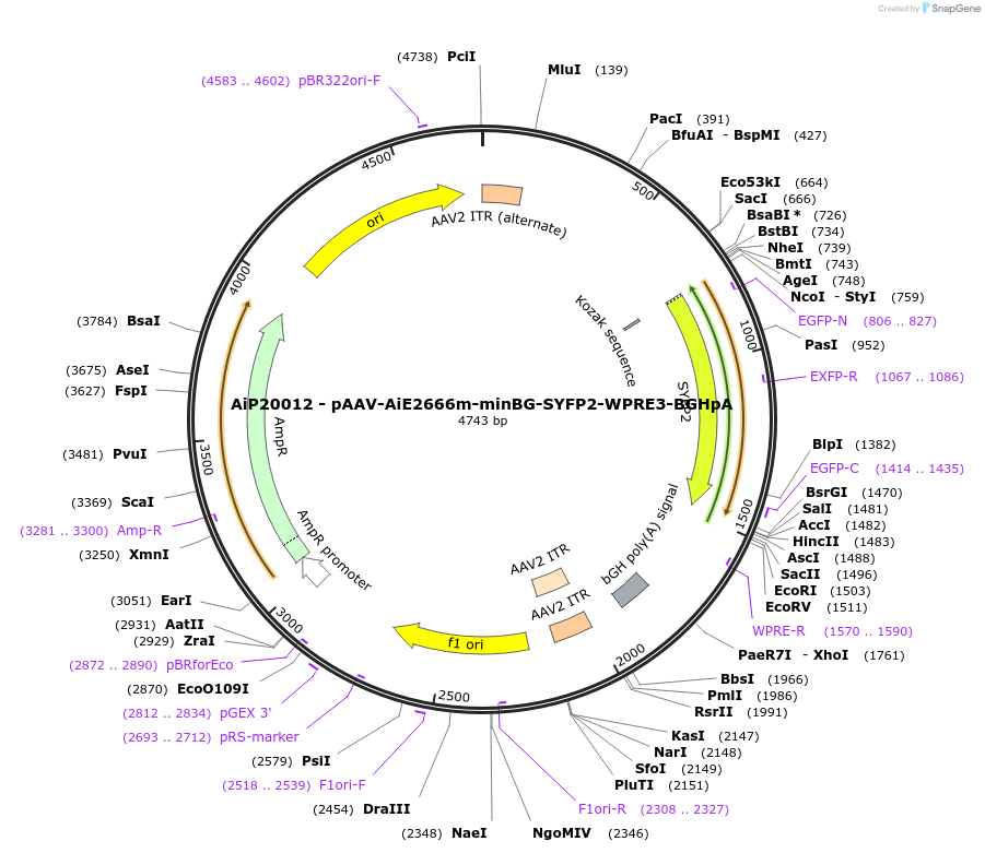 230555-plasmid-map-sequence-id-461968
