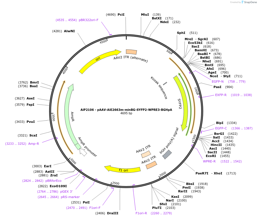 230552-plasmid-map-sequence-id-461969