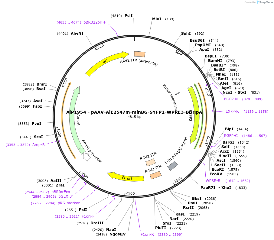 230548-plasmid-map-sequence-id-461971