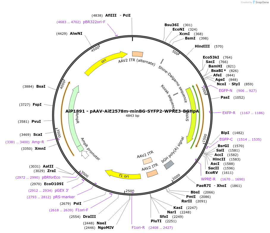 230544-plasmid-map-sequence-id-461974