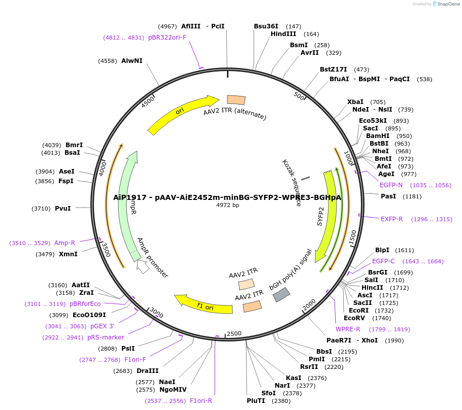 230545-plasmid-map-sequence-id-461975