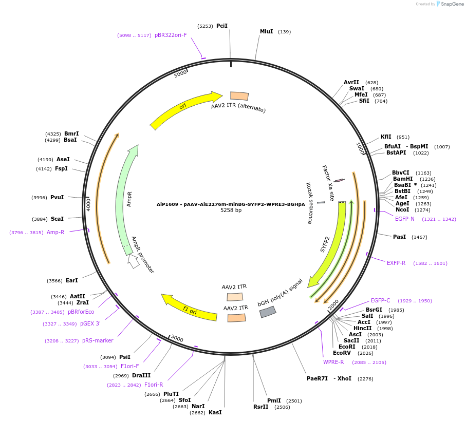 230540-plasmid-map-sequence-id-461977