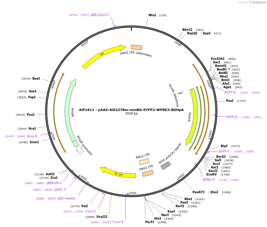 230541-plasmid-map-sequence-id-461978