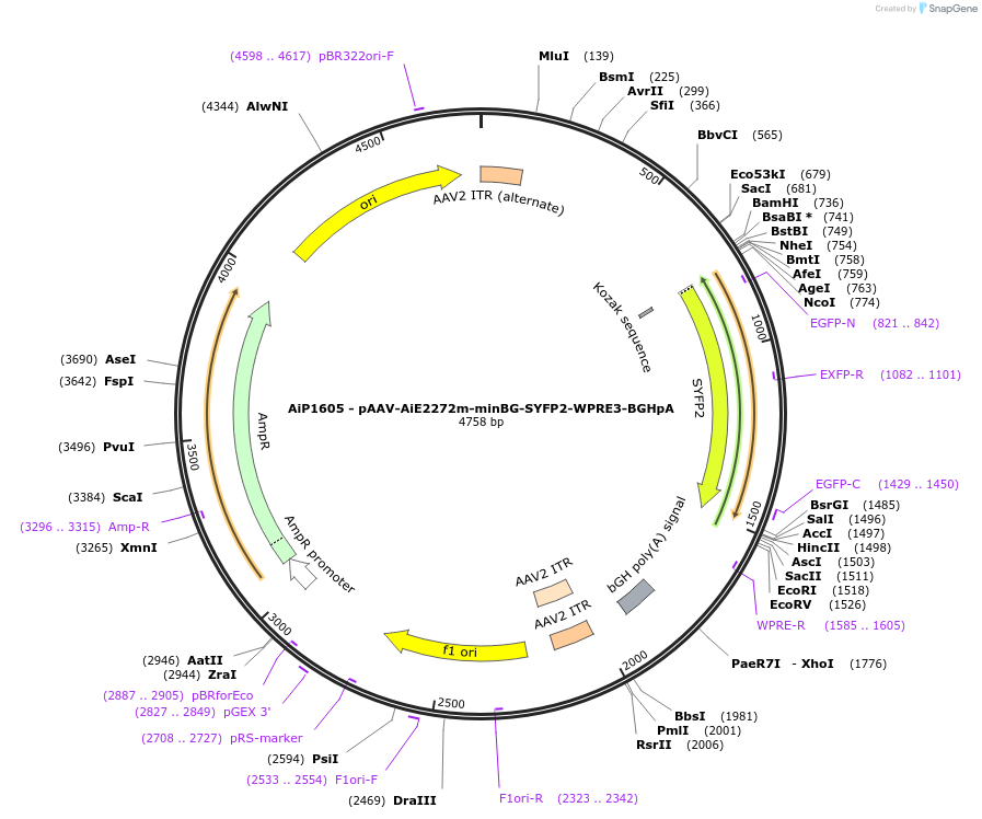 230538-plasmid-map-sequence-id-461979