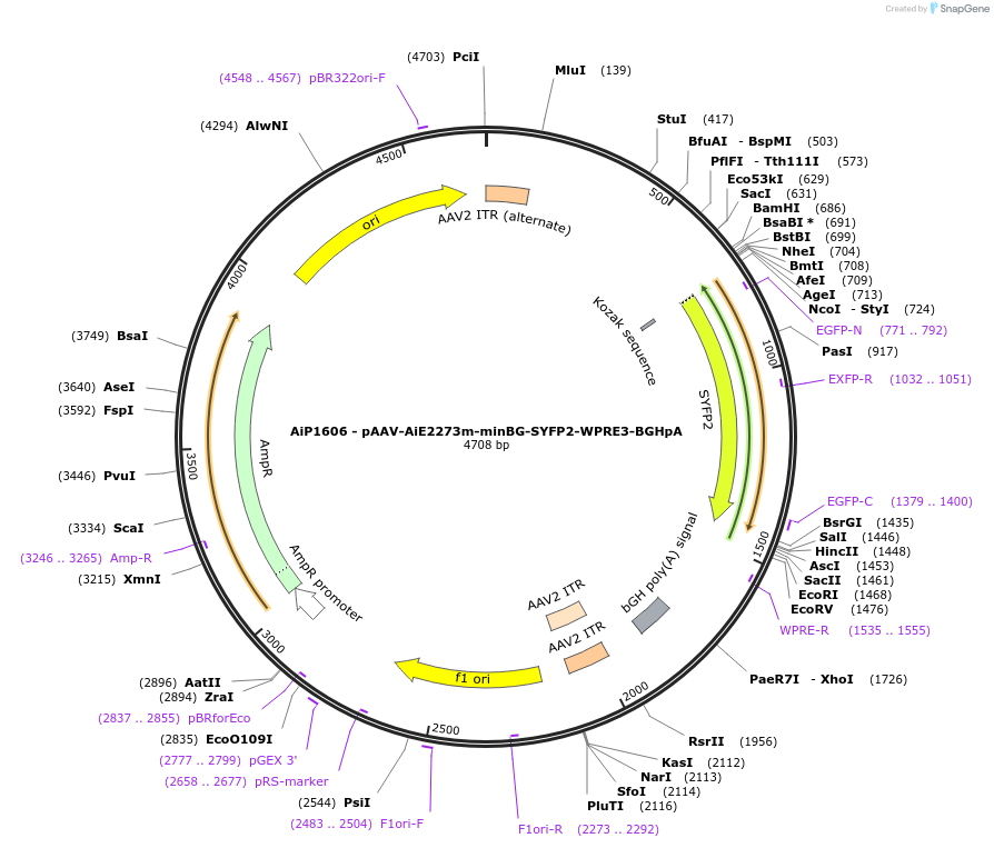 230539-plasmid-map-sequence-id-461980