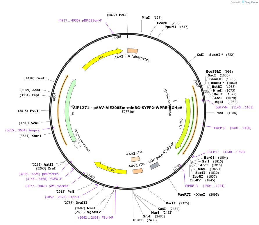 220633-plasmid-map-sequence-id-461981
