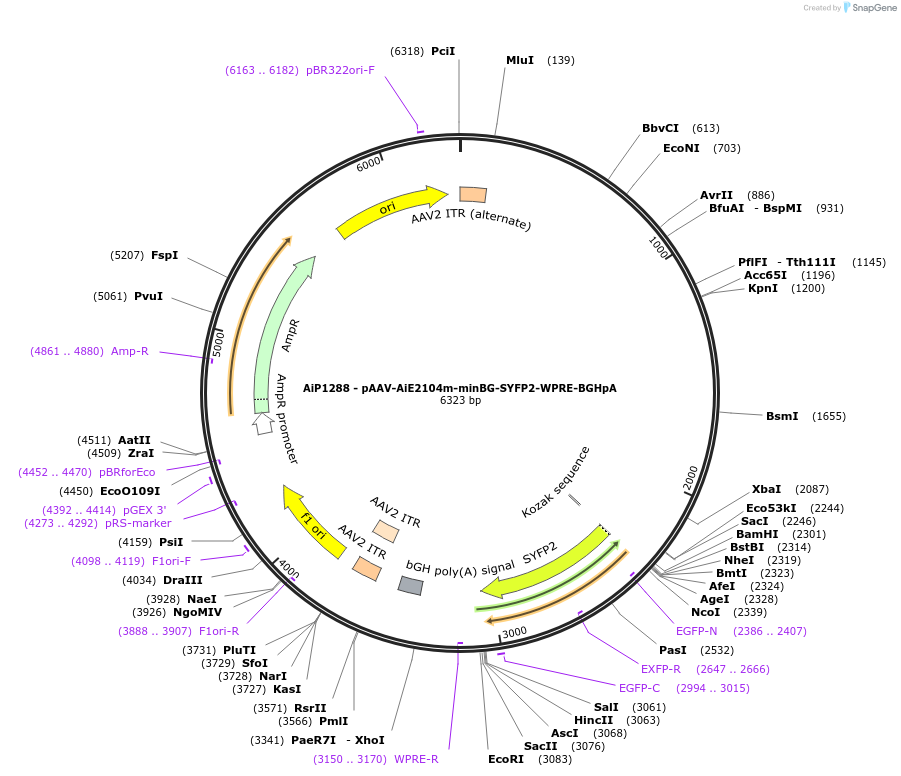 220635-plasmid-map-sequence-id-461982