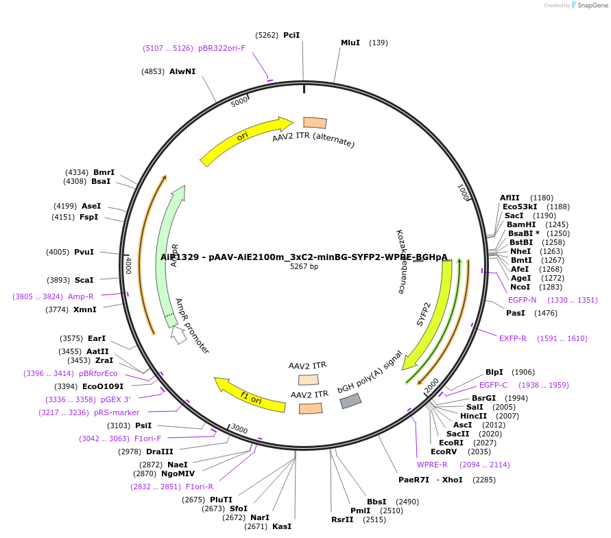 220637-plasmid-map-sequence-id-461984