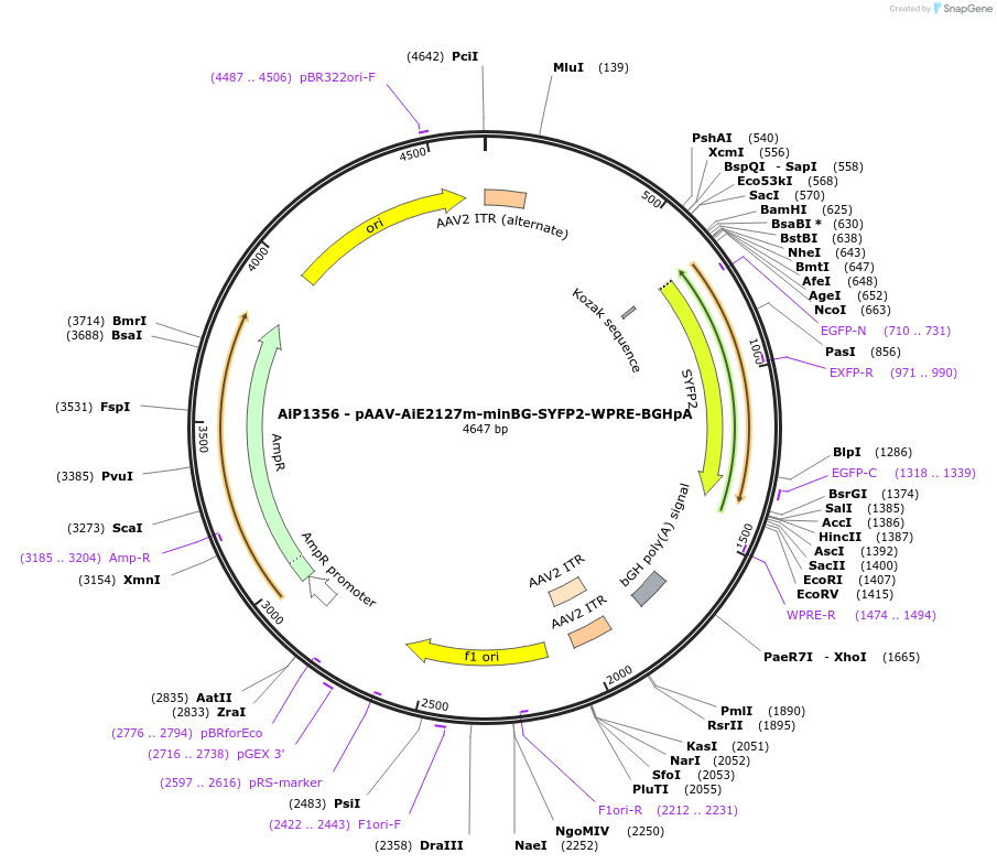 220642-plasmid-map-sequence-id-461985