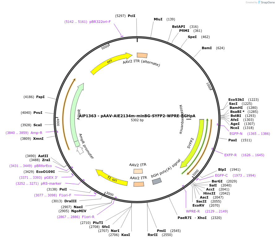 220644-plasmid-map-sequence-id-461987