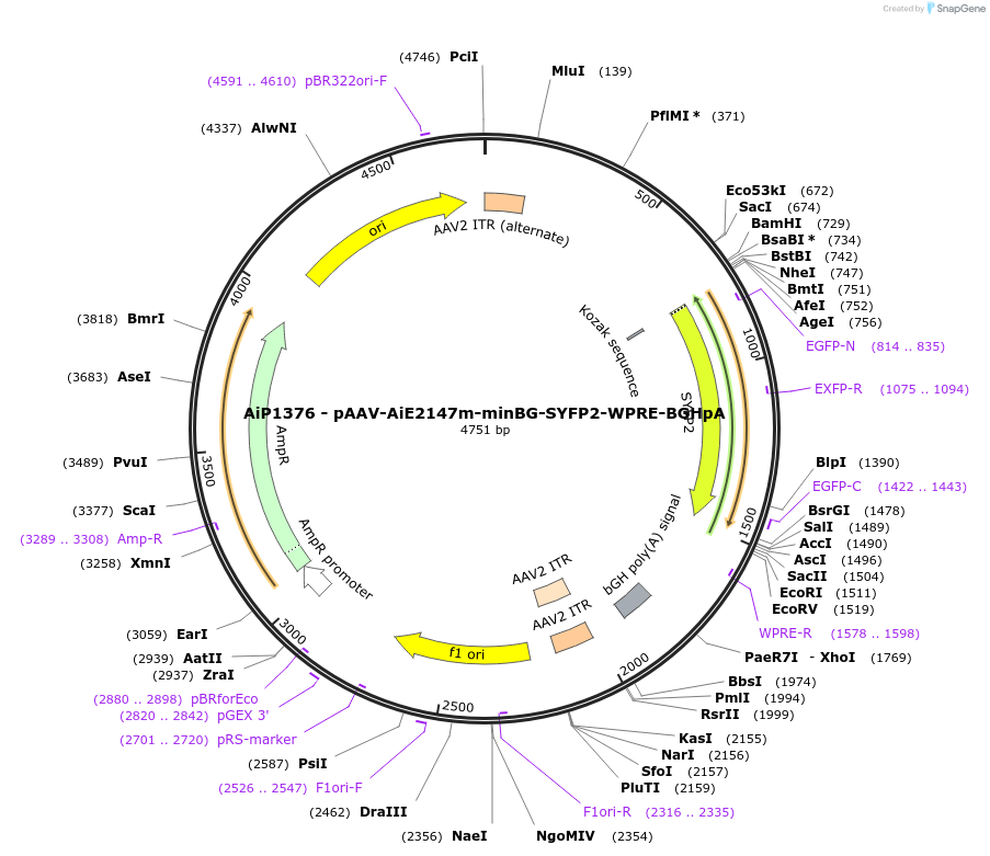 220645-plasmid-map-sequence-id-461988