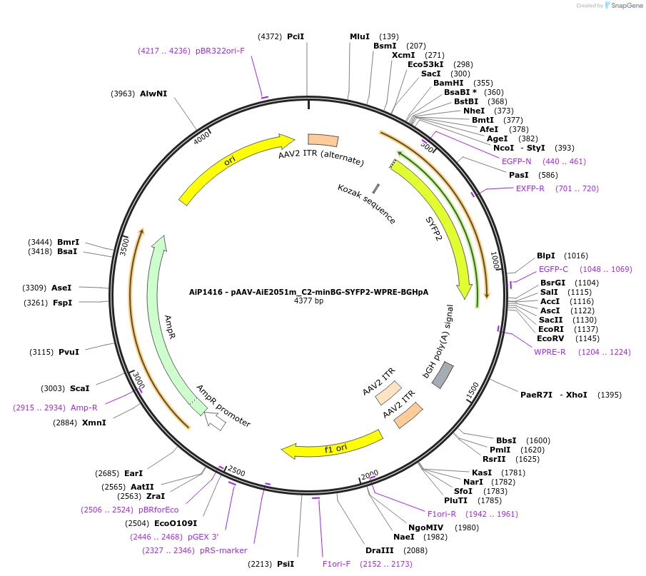 220649-plasmid-map-sequence-id-461989
