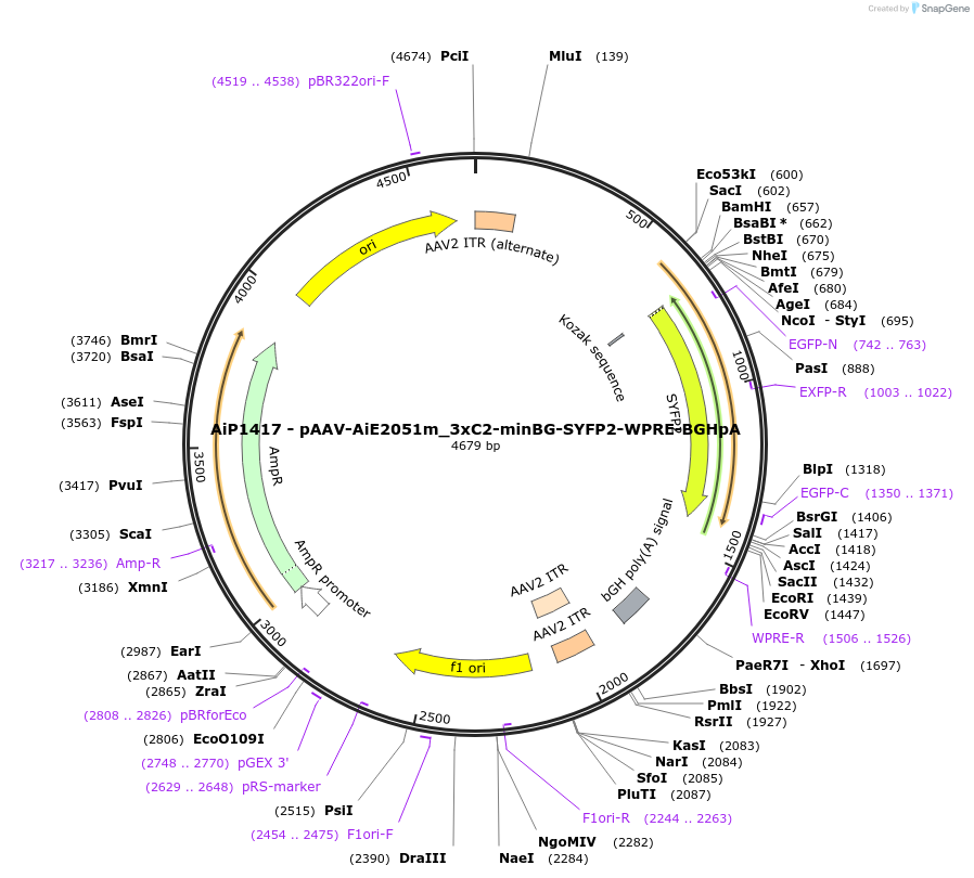 220650-plasmid-map-sequence-id-461990