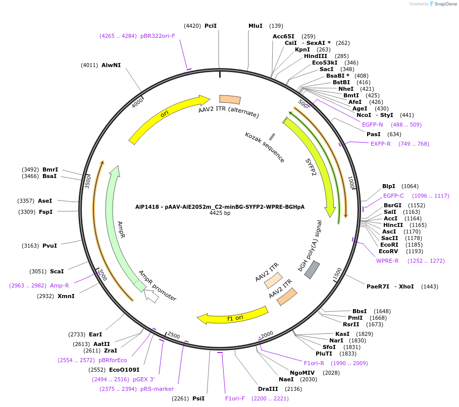 220651-plasmid-map-sequence-id-461991