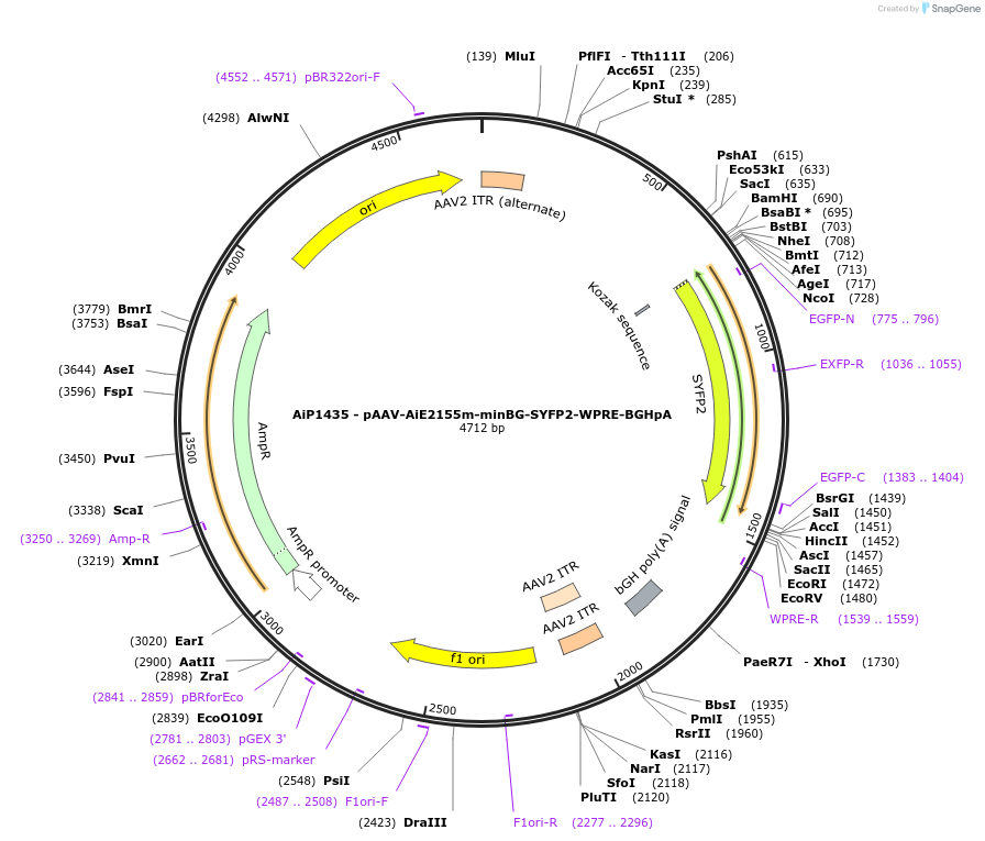 220653-plasmid-map-sequence-id-461993