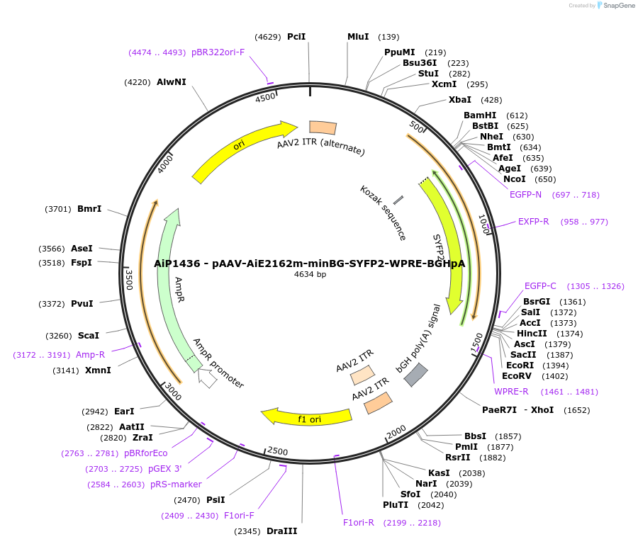 220654-plasmid-map-sequence-id-461994