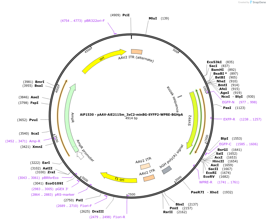 220657-plasmid-map-sequence-id-461995
